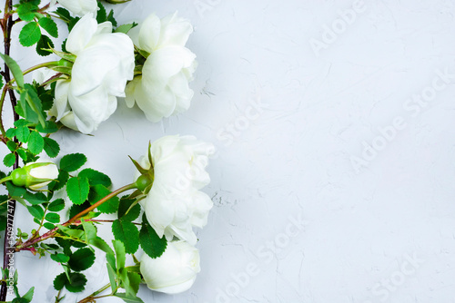 White bushy rose flowers with green leaves on a gray concrete background. Space for the text. Floral background. The concept of celebration and beauty. Freelance.
