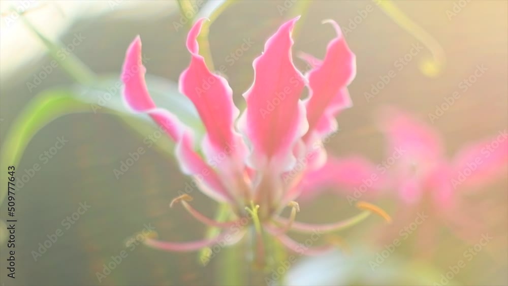 Gloriosa lily flowers blooming in a garden close-up. Pink climber plant Gloriosa flower in sun light. Flower bed design. Summertime. Gardening concept. 4K UHD video. Slow motion. Gloriosa lily flowers blooming in a garden close-up. Pink climber plant Gloriosa flower in sun light. Flower bed design. Summertime. Gardening concept. 4K UHD video. Slow motion.