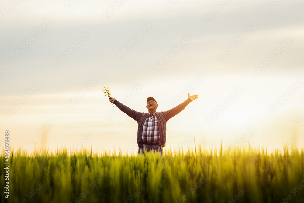 Senior farmer standing in barley field with his outstretched arms at sunset. Senior farmer standing in barley field with his outstretched arms at sunset.
