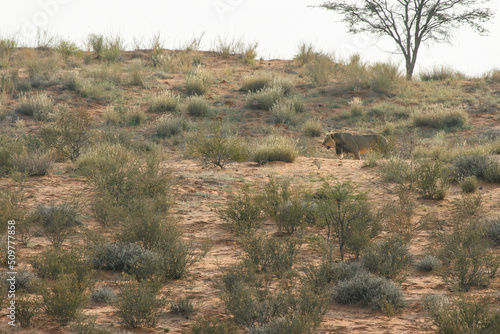Lion in the Kgalagadi, South Africa