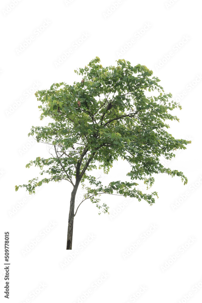 A single alive tree on the white background cutout, plant and nature concept A single alive tree on the white background cutout, plant and nature concept