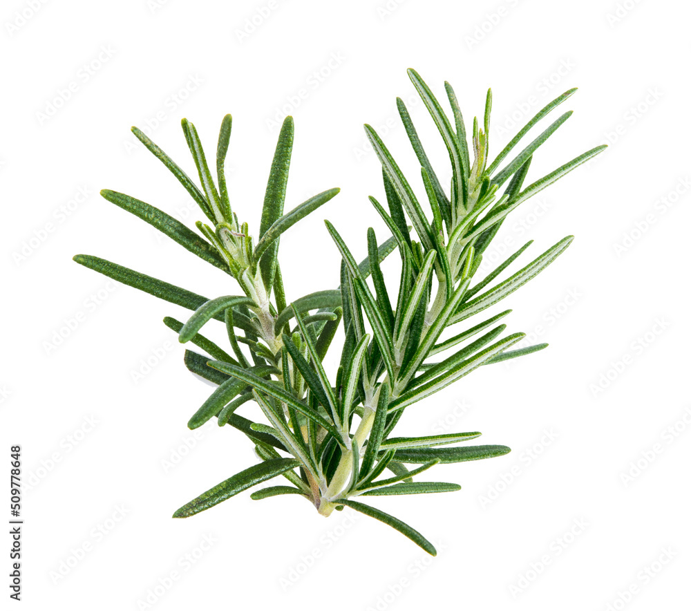 Fototapeta premium Rosemary isolated on white
