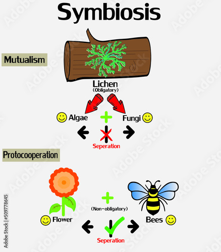 Symbiosis interaction with mutualism and protocooperation concept. photo