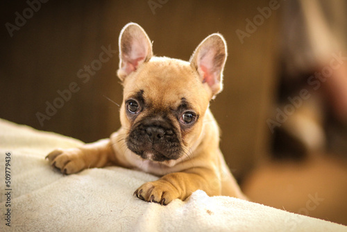 french bulldog puppy © Natalie