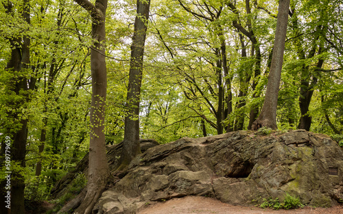 walking track with rocks in germany near tecklenburg