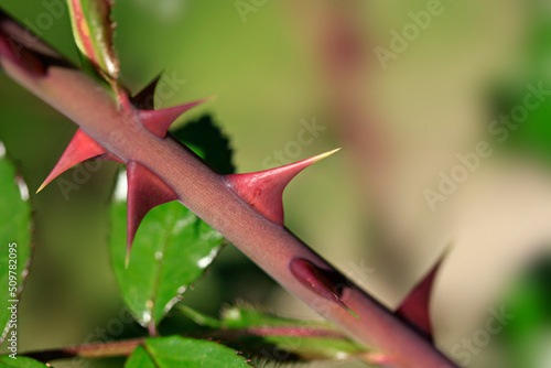 Roses thorns on rose branch