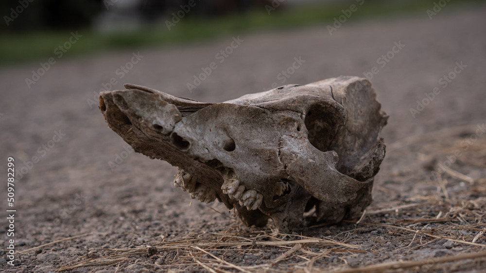 Cow skull lying on the ground. Dried cow skull. Side view. Cow skull lying on the ground. Dried cow skull. Side view.