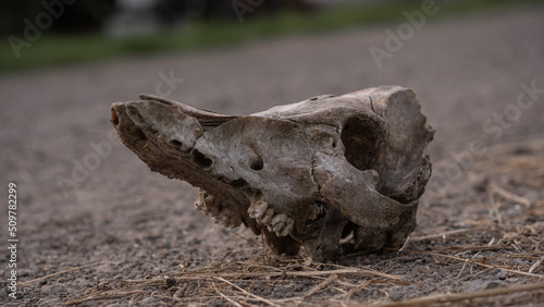 Cow skull lying on the ground. Dried cow skull. Side view. © Iryna Yablonska