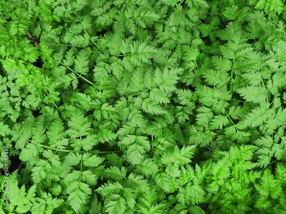 Green nature