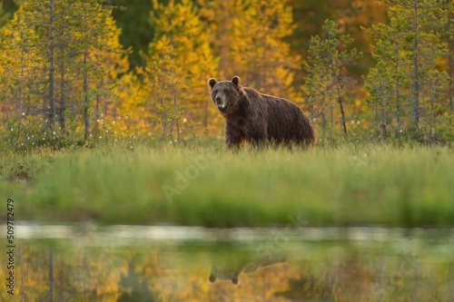 European brown bear in the forest landscape with water reflection