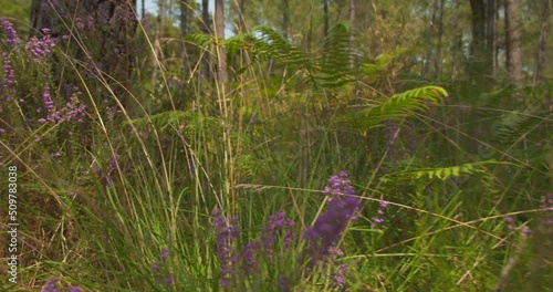 Relaxing scene of nature. Forest with ferns and violet flowers during springtime. photo