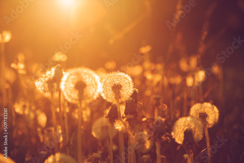 Beautiful dandelion flowers and grass field at sunset light background
