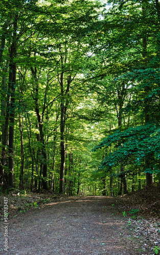 Der im Sonnenlicht grün leuchtende Wald des Taunus lädt im Frühling und Sommer zu ausgedehnten Wanderungen ein auf den Wanderwegen