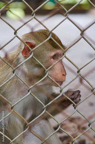 a little monkey sits behind bars in a cage. violence against wild animals. wild animals in captivity. zoo and captive animals © Elena