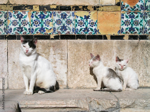 Mamá gato con gatitos. Gatos en Túnez con azulejos de fondo