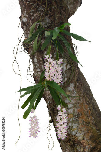 Purple and white Orchid flower or Rhynchostylis gigantea(Lindl.)Rid  bloom on commensalism big tree in the garden isolated on white background included clipping path. photo
