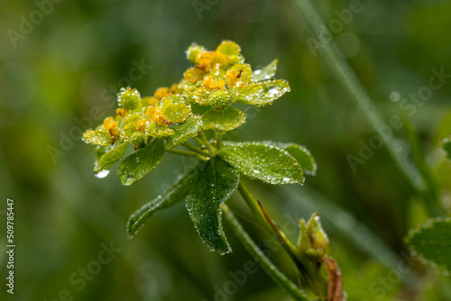 Blüte einer Wolfsmilch mit Tautropfen