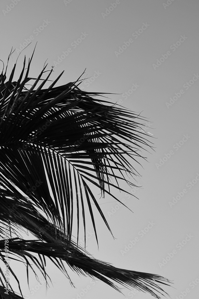 Obraz premium palm tree silhouette