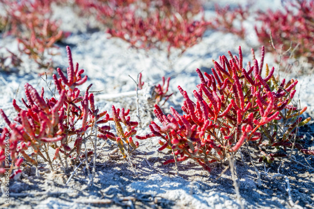 Red Salicornia or glasswort close up. Marsh samphire or pickleweed Red Salicornia or glasswort close up. Marsh samphire or pickleweed
