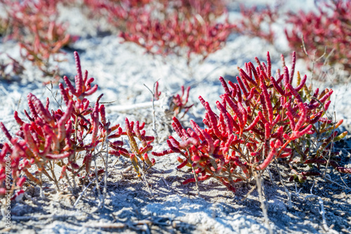 Red Salicornia or glasswort close up. Marsh samphire or pickleweed photo
