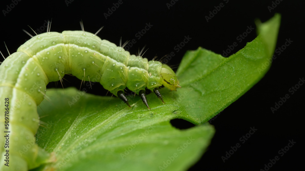 Naklejka premium Green caterpillar eating green leaves