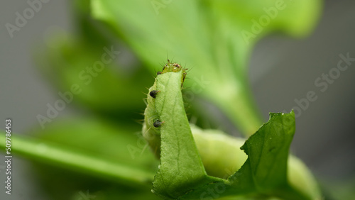 Green caterpillar eating green leaves