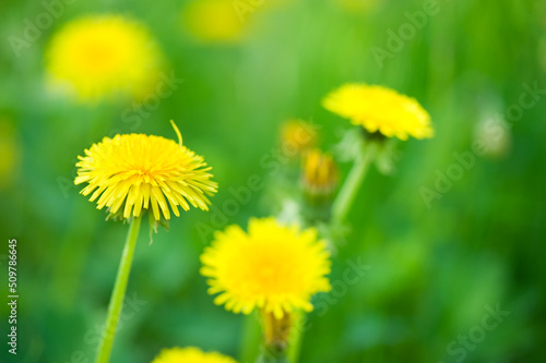 Dandelion flowers (Taraxacum officinale) in the field. Selective focus and shallow depth of field.