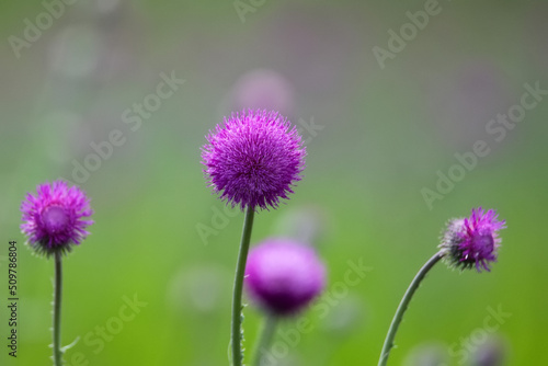 Beautiful lilac flower of thistle blossoming in steppe