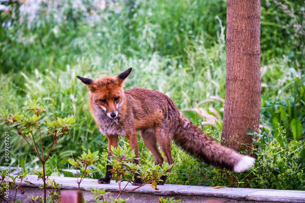 Fototapeta premium red fox walking over a wall in the woods