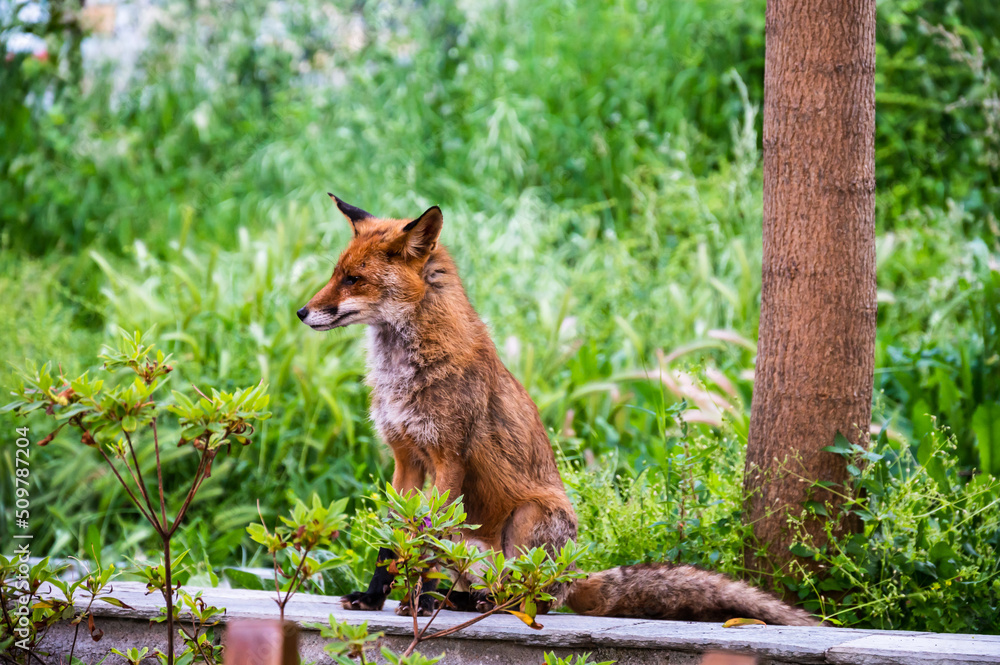 red fox sitting on a wall in the woods