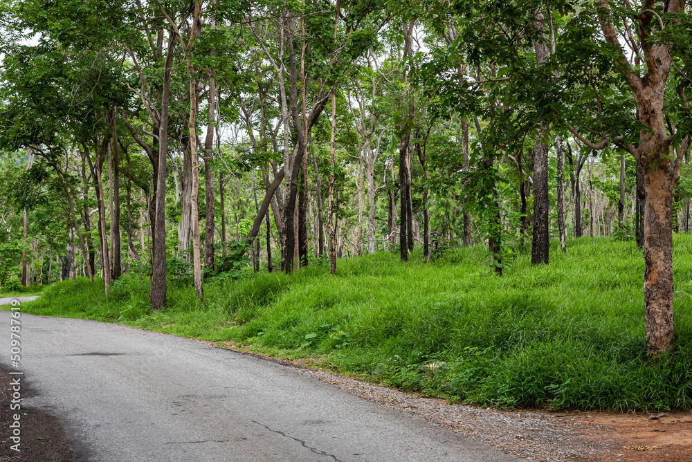 road in forest conservation area