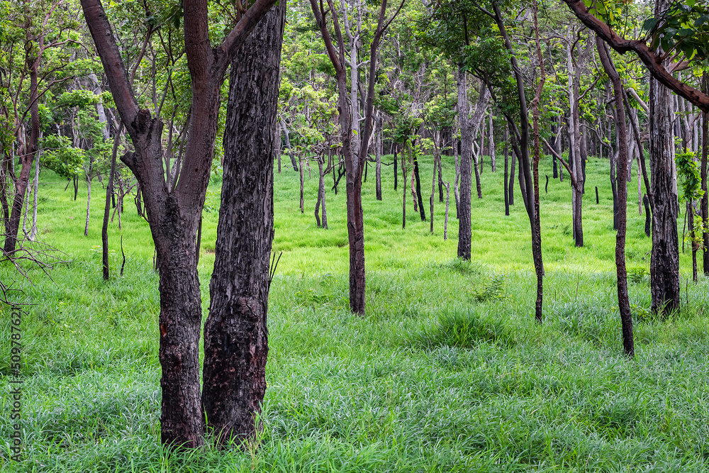 Fototapeta premium Forest Conservation Areas in Thailand