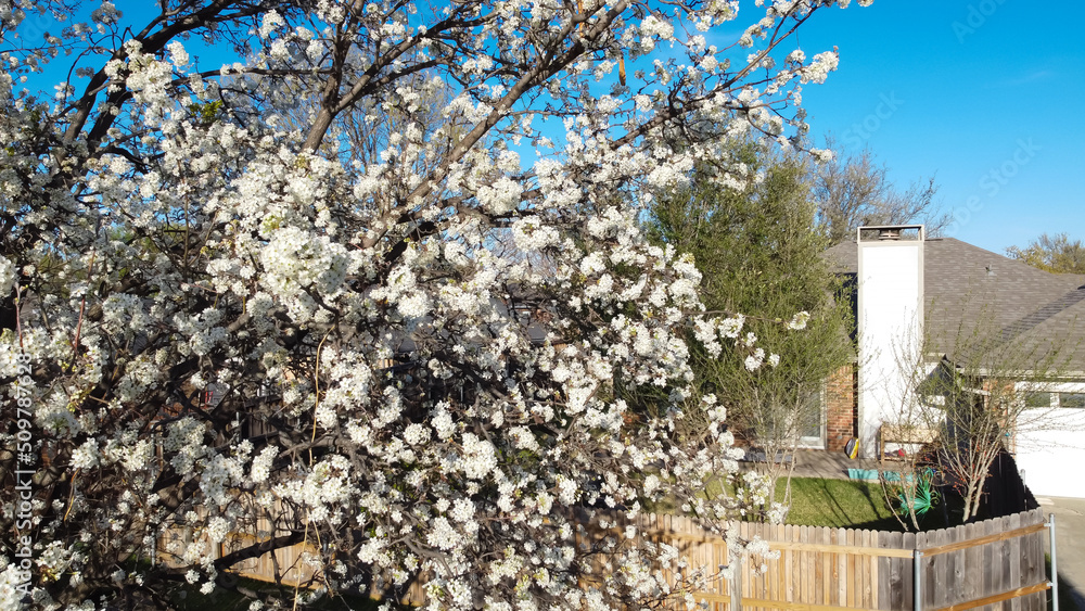 Close-up blossom Bradford pear tree at backyard of tradition single family house in suburb Dallas, Texas, America Close-up blossom Bradford pear tree at backyard of tradition single family house in suburb Dallas, Texas, America