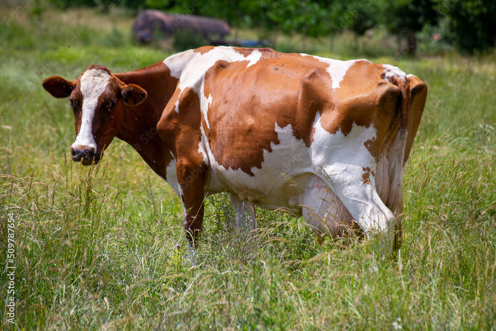 Milchkühe (Simmentaler Fleckvieh) in Weidehaltung in der Pfalz Milchkühe (Simmentaler Fleckvieh) in Weidehaltung in der Pfalz