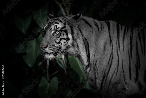 White tiger standing looking for food in the forest