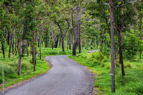 road in forest conservation area