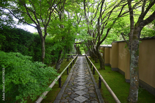 初夏に参拝した京都市の光悦寺参道が美しい