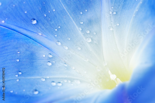 Raindrops on Morning Glory (Ipomoea tricolor) flower. Shallow DOF.