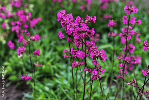 Viscaria vulgaris, delicate pink wildflowers. Blooming sticky catchfly.