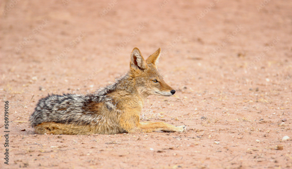 Black-backed Jackal, Kgalagadi, South Africa Black-backed Jackal, Kgalagadi, South Africa