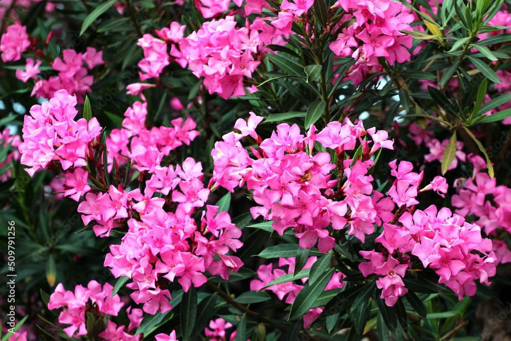 Pink oleander flowers. Rose laurel shrub in bloom. Pink oleander flowers. Rose laurel shrub in bloom.