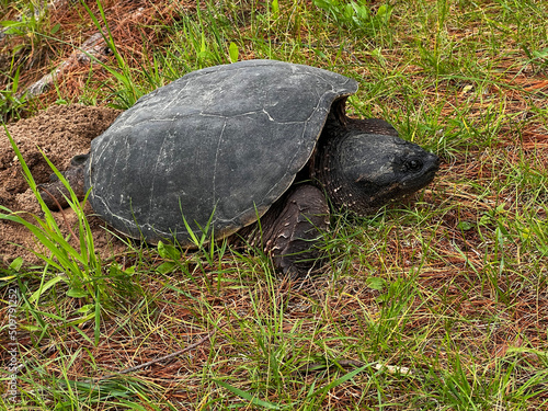 Nesting Snapping Turtle