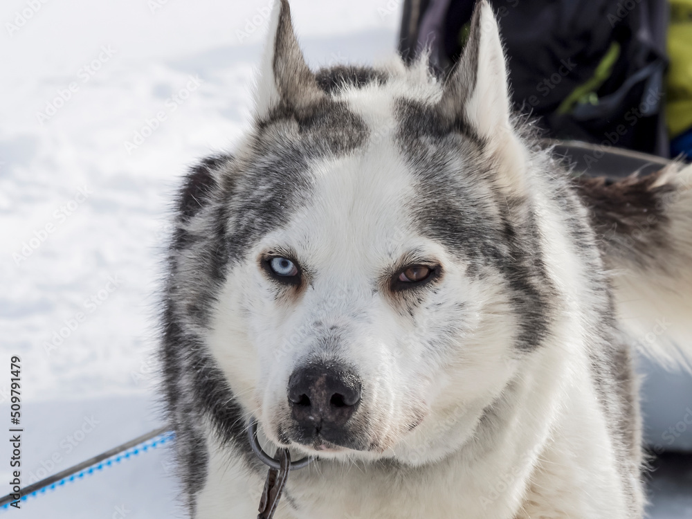 Siberian Husky dog black and white colour with blue and brown eyes in winter Siberian Husky dog black and white colour with blue and brown eyes in winter