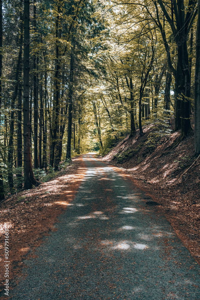 Fototapeta premium Die Lichter im Waldweg