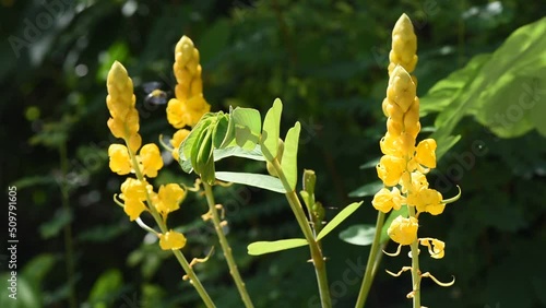 Acapulo or Senna alata flowers on nature background.
 photo