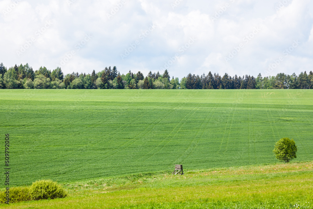 Field of green fresh grass under cloudy sky in summertime Field of green fresh grass under cloudy sky in summertime