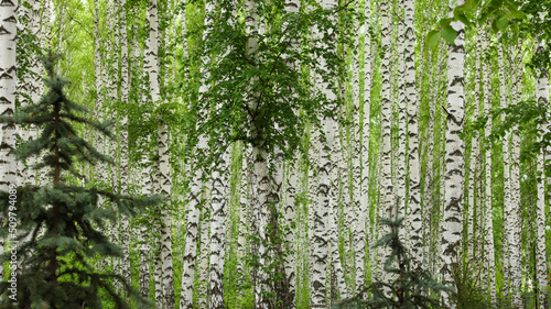 Birch grove in spring on a clear summer day. Beautiful young birch trees formed the forest. Small young Christmas trees grow in the middle of the forest.