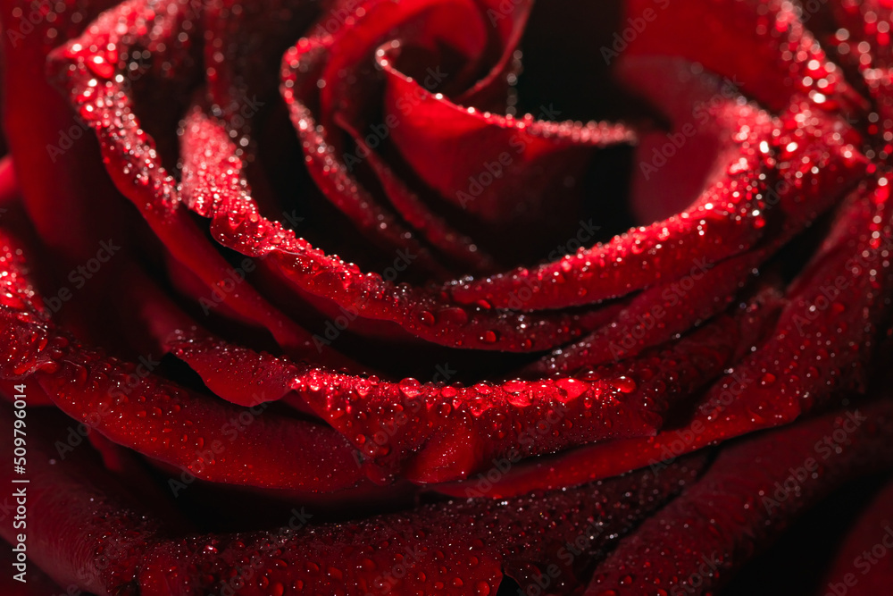 Blooming red rose bud in water drops close-up Blooming red rose bud in water drops close-up