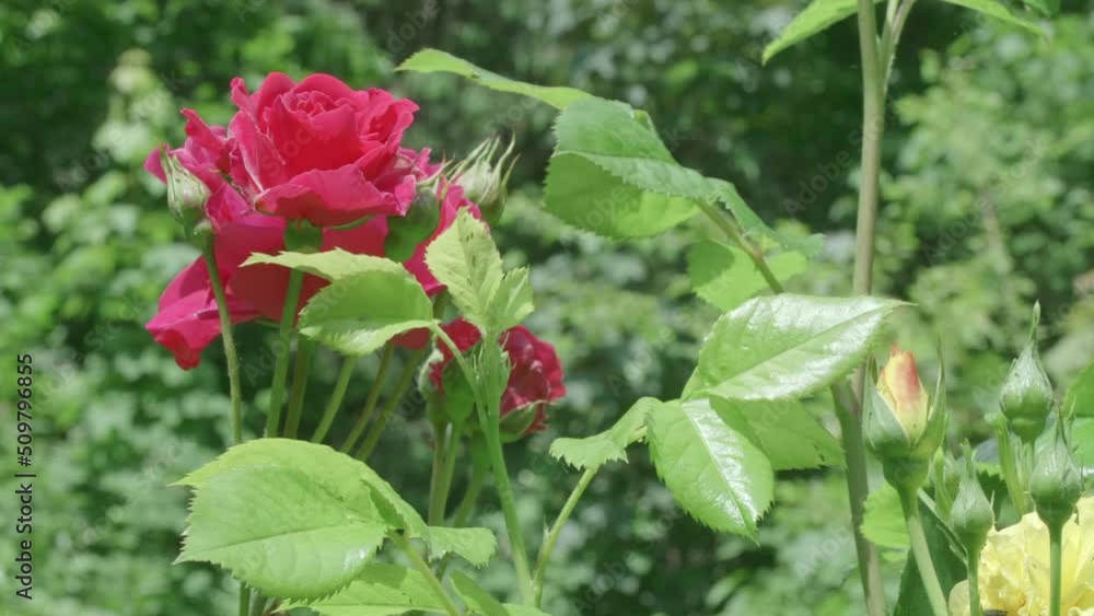 Roses in a garden gently moving in a light breeze Roses in a garden gently moving in a light breeze