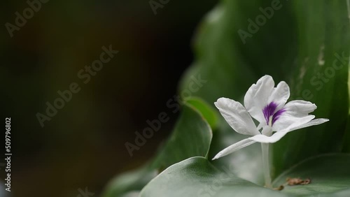 Kaempferia galanga flower on nature background. photo